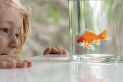 Curious boy looking at goldfish in bowl