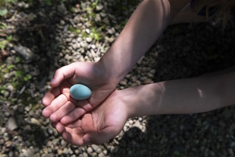 Girl's cupped hands holding blue egg