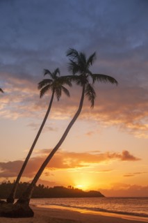 Silhouettes of palm trees on beach at sunset in Las Terrenas, Dominican Republic