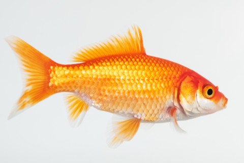 Side view of goldfish