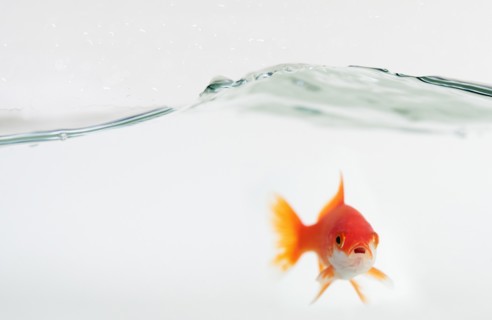 Goldfish under waves