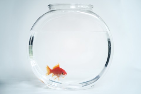 Goldfish in fishbowl