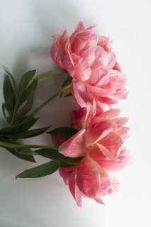 Peonies on white background
