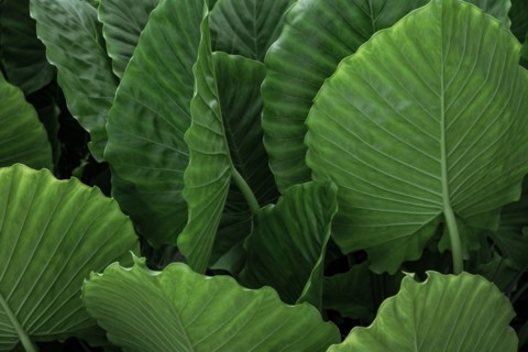 Green palm leaves