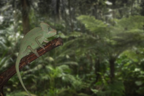 Chameleon on branch