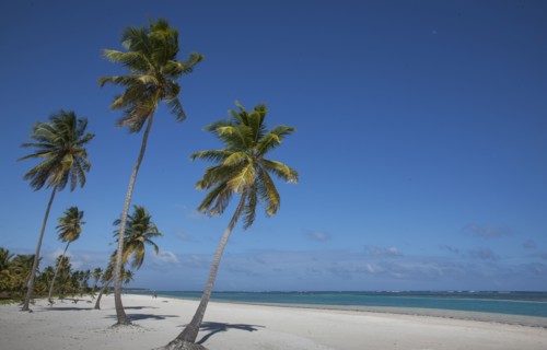 Palm trees on beach in Las Terrenas, Dominican Republic