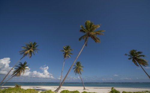 Palm trees on beach in Las Terrenas, Dominican Republic