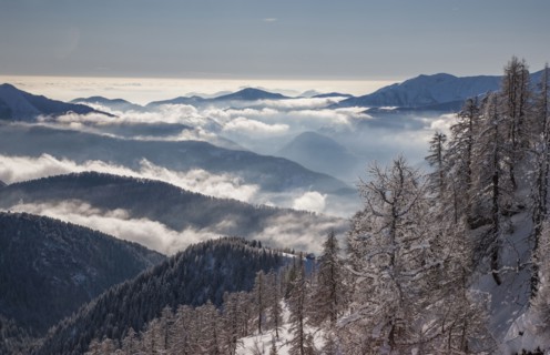 Bare trees by mountains with fog in Piedmont, Italy