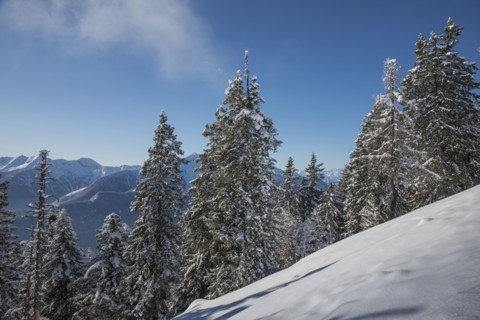 Trees on snow covered mountain in Piedmont, Italy