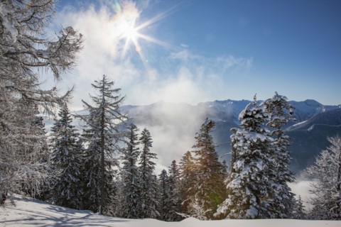 Trees in snow on mountain in Piedmont, Italy