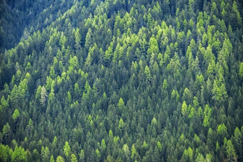 Hillside pine forest