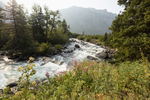 Stream and pine trees in Montana, USA