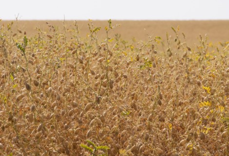 Crops in Idaho, USA