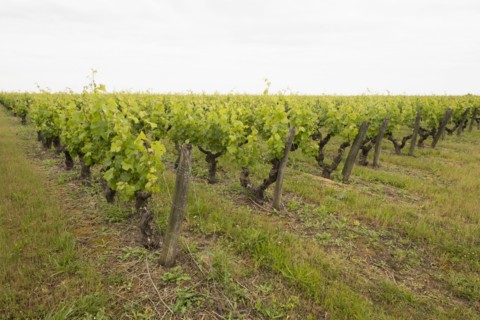 Grape vines at vineyard in Loire Valley, France