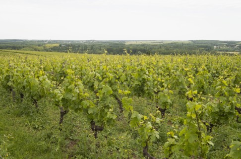 Grape vines at vineyard in Loire Valley, France