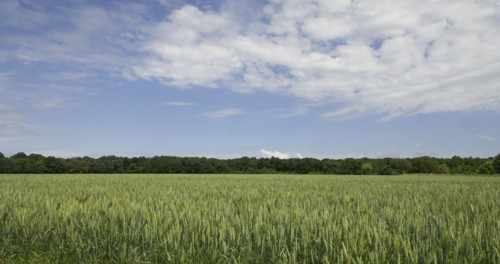 Crop field in Loire Valley, France