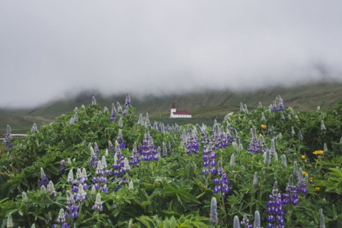 Flowers in front of church in Vik, Iceland