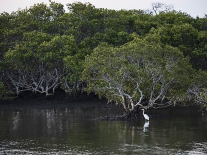 Egret standing in river by trees