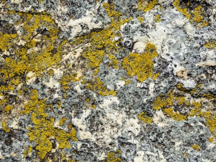 Yellow lichen on rock