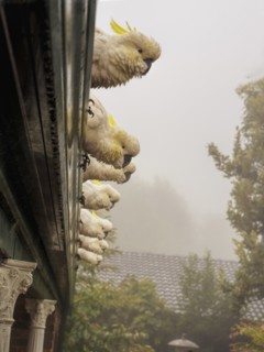 Cockatoos on roof in Katoomba
