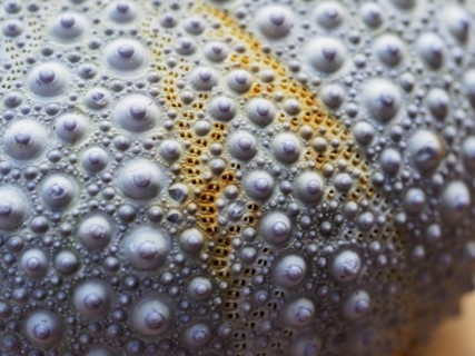 Close-up of sea urchin shell