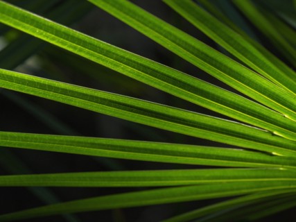 Green palm frond