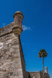 Palm tree by Castillo de San Marcos in St. Augustine