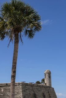 Palm tree by Castillo de San Marcos in St. Augustine