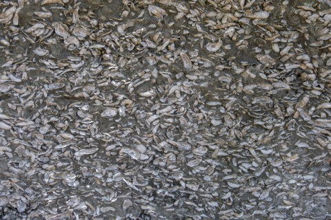 Wall of concrete and seashells