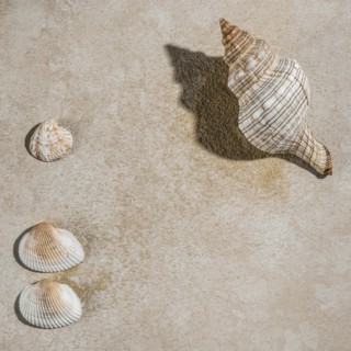 Seashells on beige surface