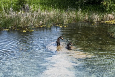 Moose crossing river in Picabo