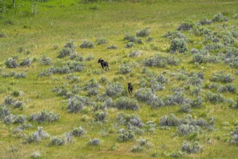 Aerial view of moose in Picabo