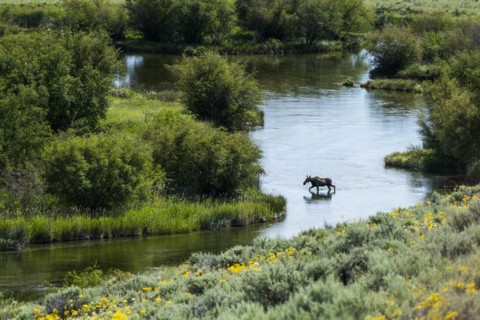 Moose crossing river in Picabo