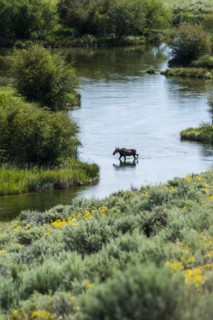 Moose crossing river in Picabo