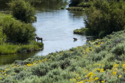Moose crossing river in Picabo