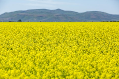 Yellow rapeseed field in Bellevue