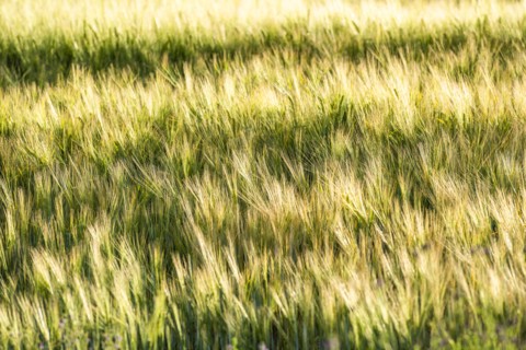 High angle view of green wheat field