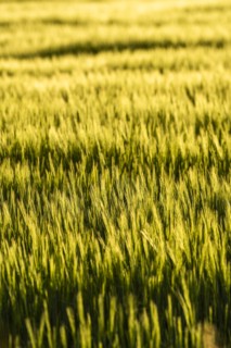 Green wheat field