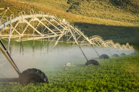 Irrigation system spraying crop field