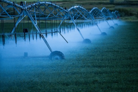 Irrigation system spraying crop field at sunset