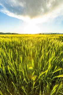 Green wheat field