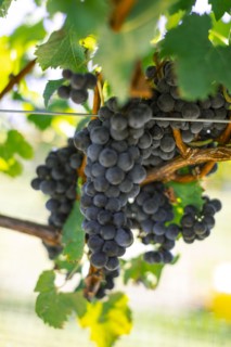 Bunches of grapes in vineyard