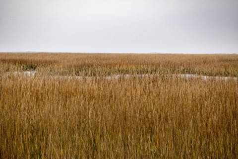 Brown crop field