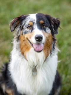 Portrait of Australian Shepherd dog