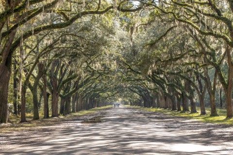 Treelined road with Spanish moss on Wormsloe Historic Site in Savannah
