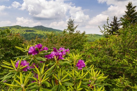 Purple flowers in Grayson Highlands State Park