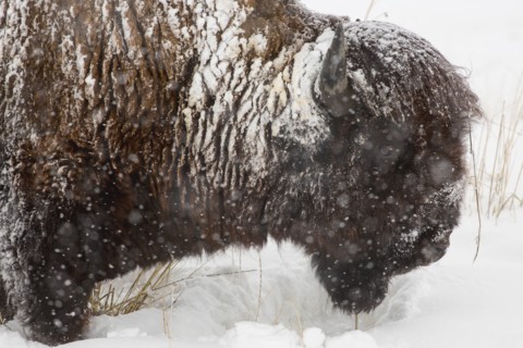 Snow covered buffalo