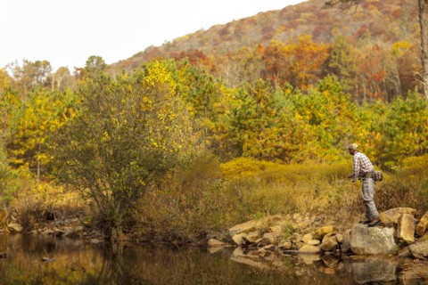 Man fly-fishing in river during autumn in Giles County