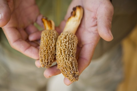 Man holding Molly moocher mushrooms