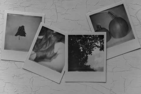 Photographs of trees and pumpkins